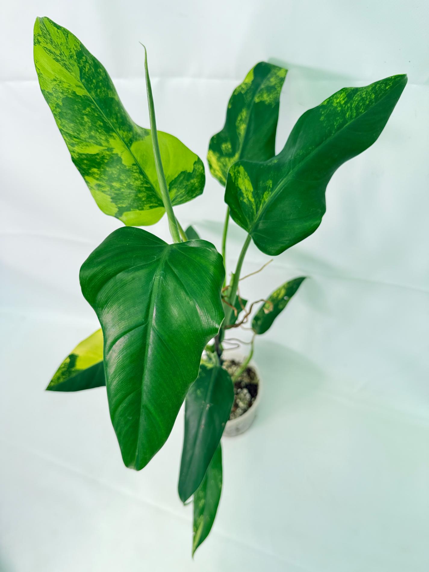 Philodendron Domesticum Variegata 09