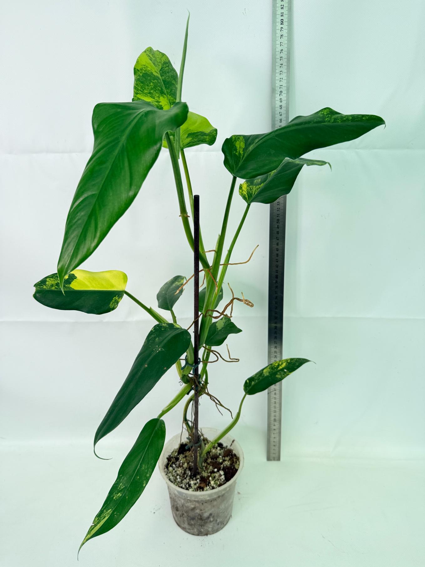 Philodendron Domesticum Variegata 02