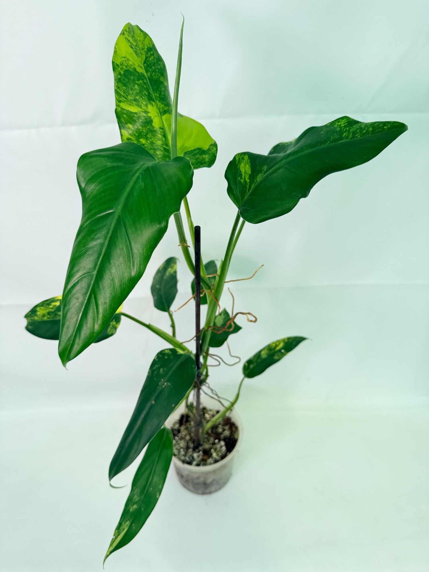 Philodendron Domesticum Variegata 01
