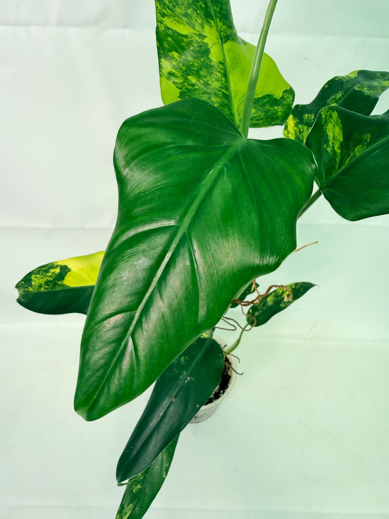 Philodendron Domesticum Variegata 03