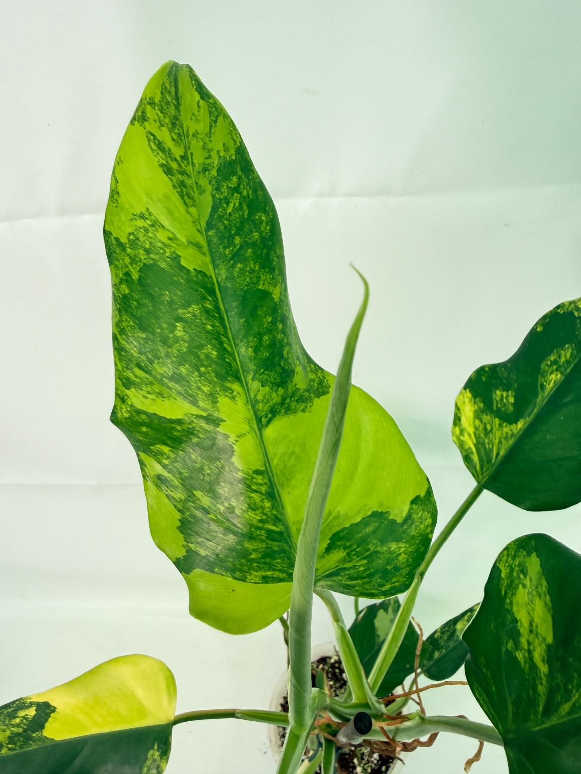 Philodendron Domesticum Variegata 04