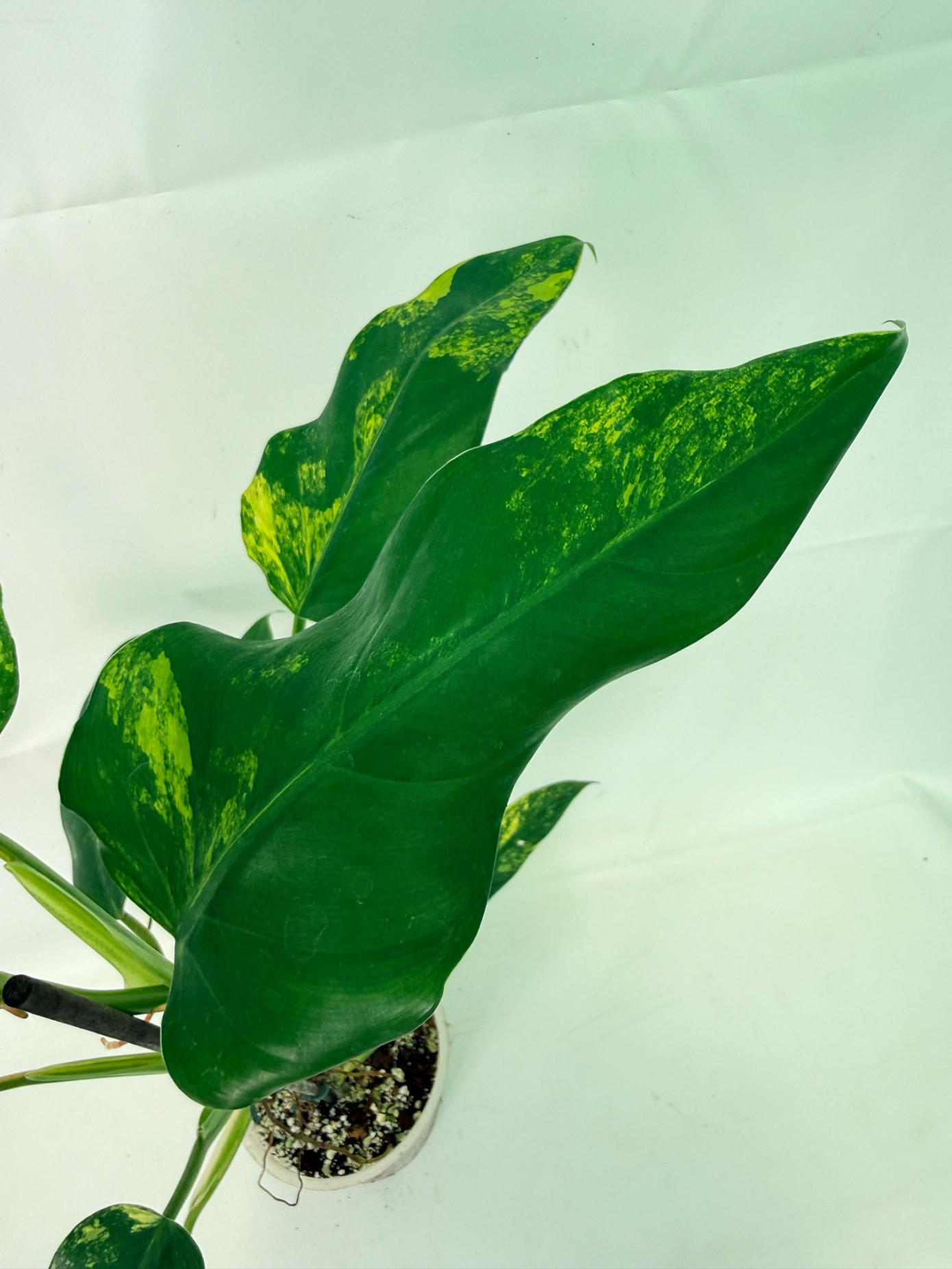 Philodendron Domesticum Variegata 05