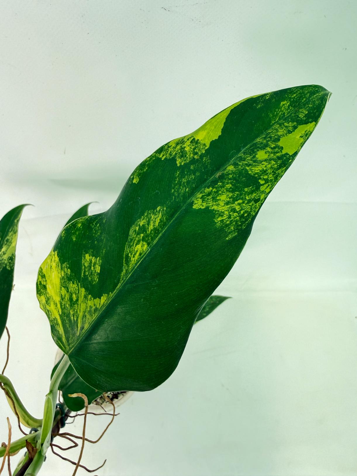 Philodendron Domesticum Variegata 06