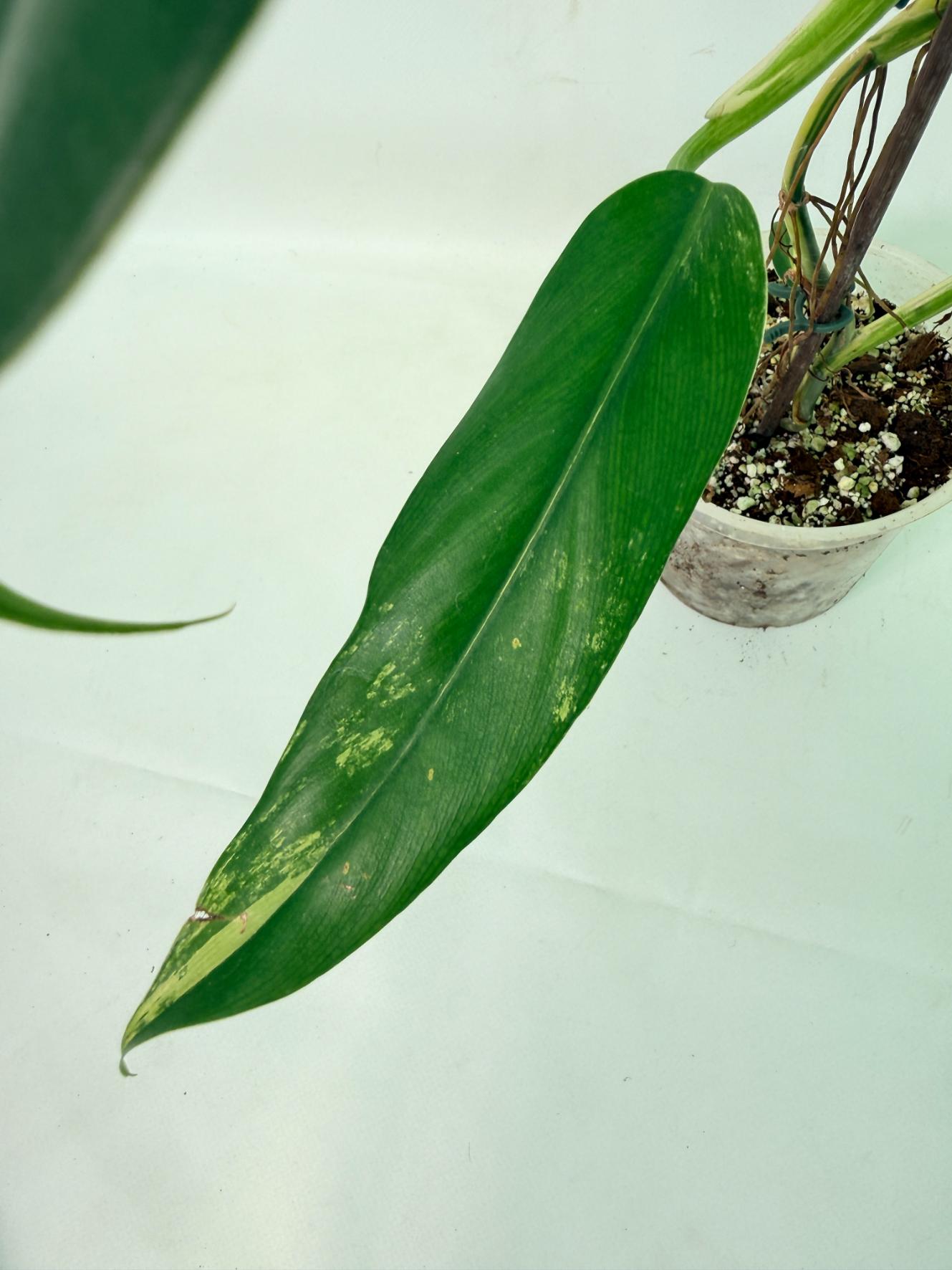 Philodendron Domesticum Variegata 07