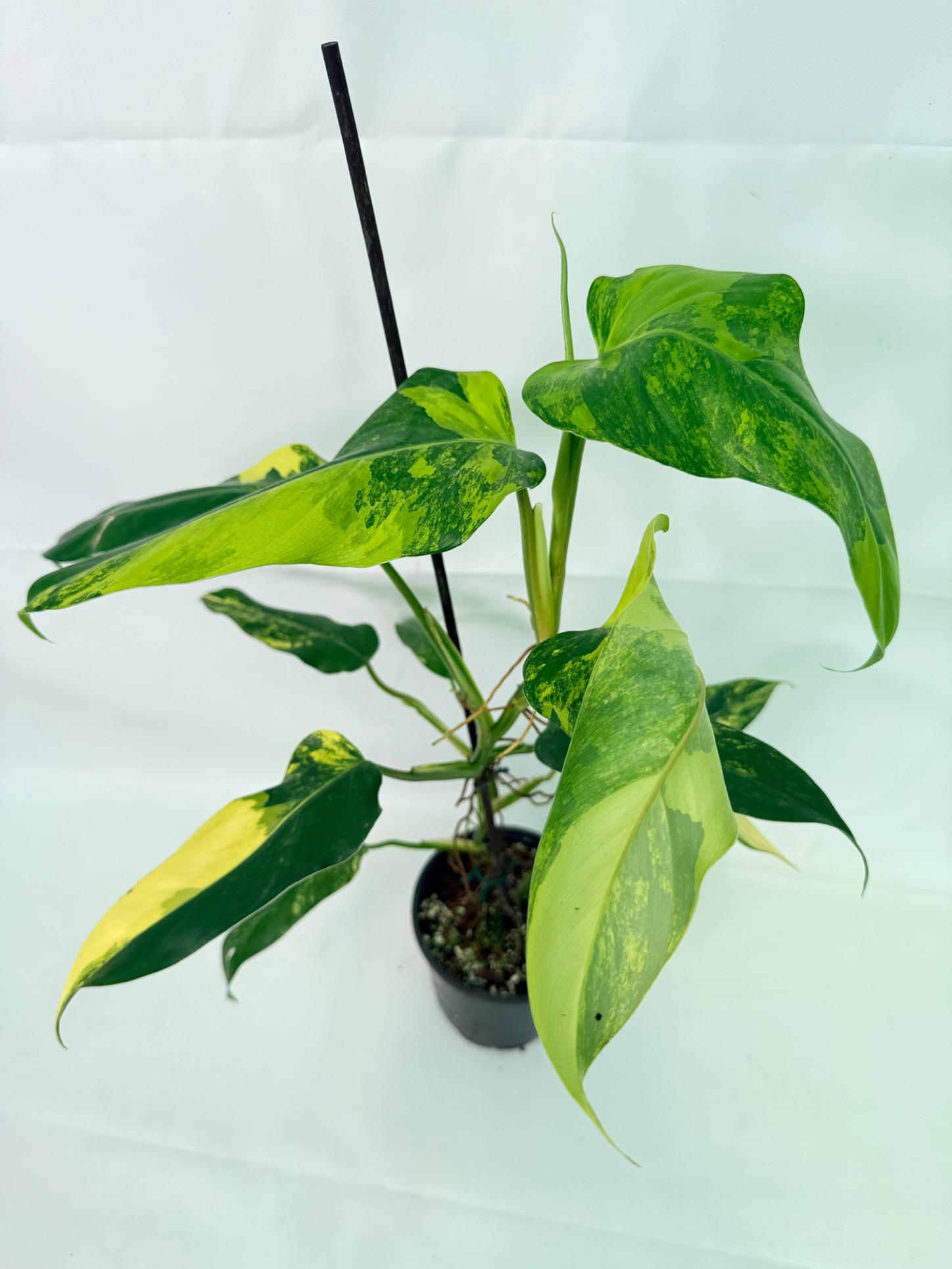 Philodendron Domesticum Variegata