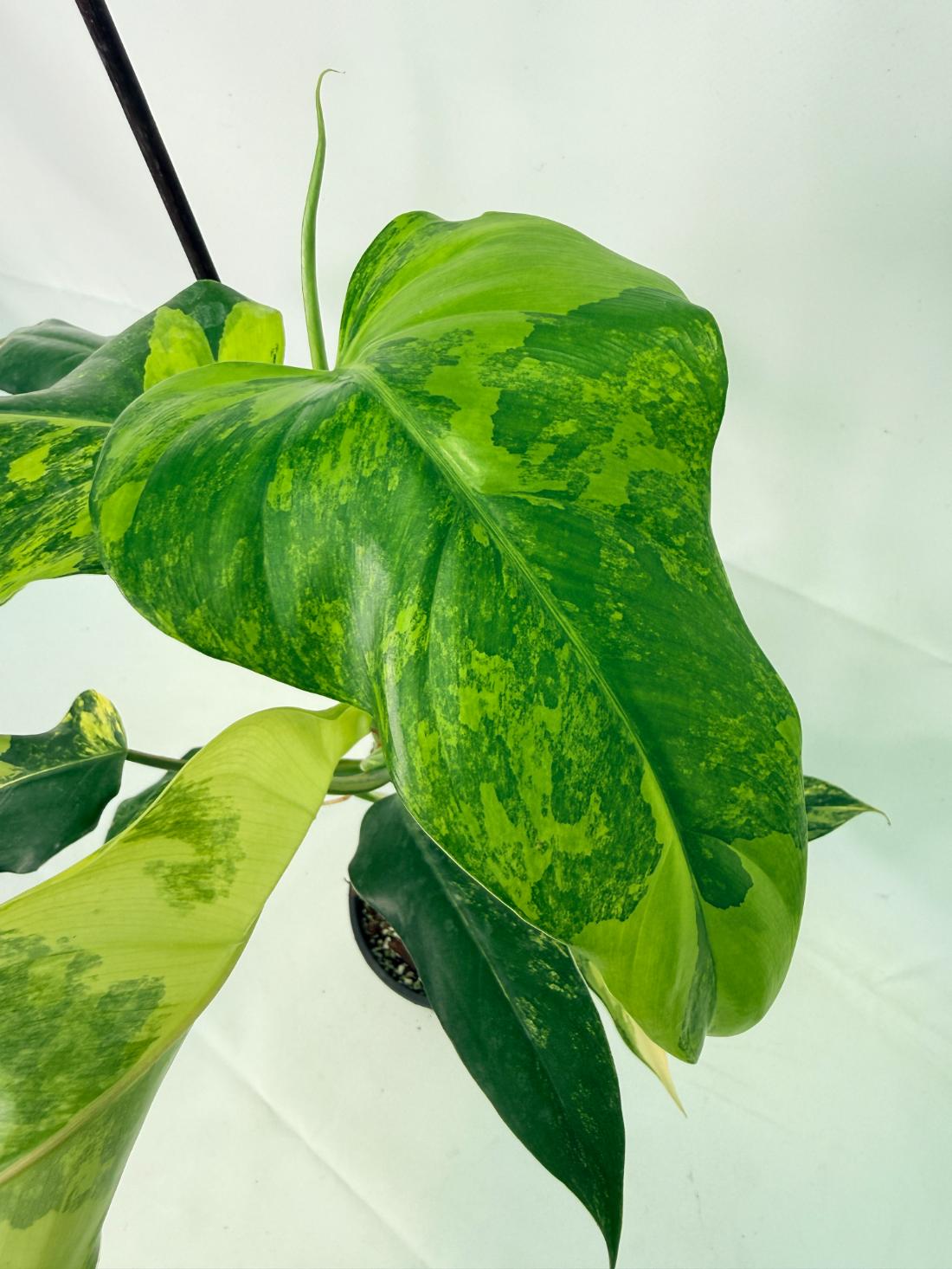 Philodendron Domesticum Variegata