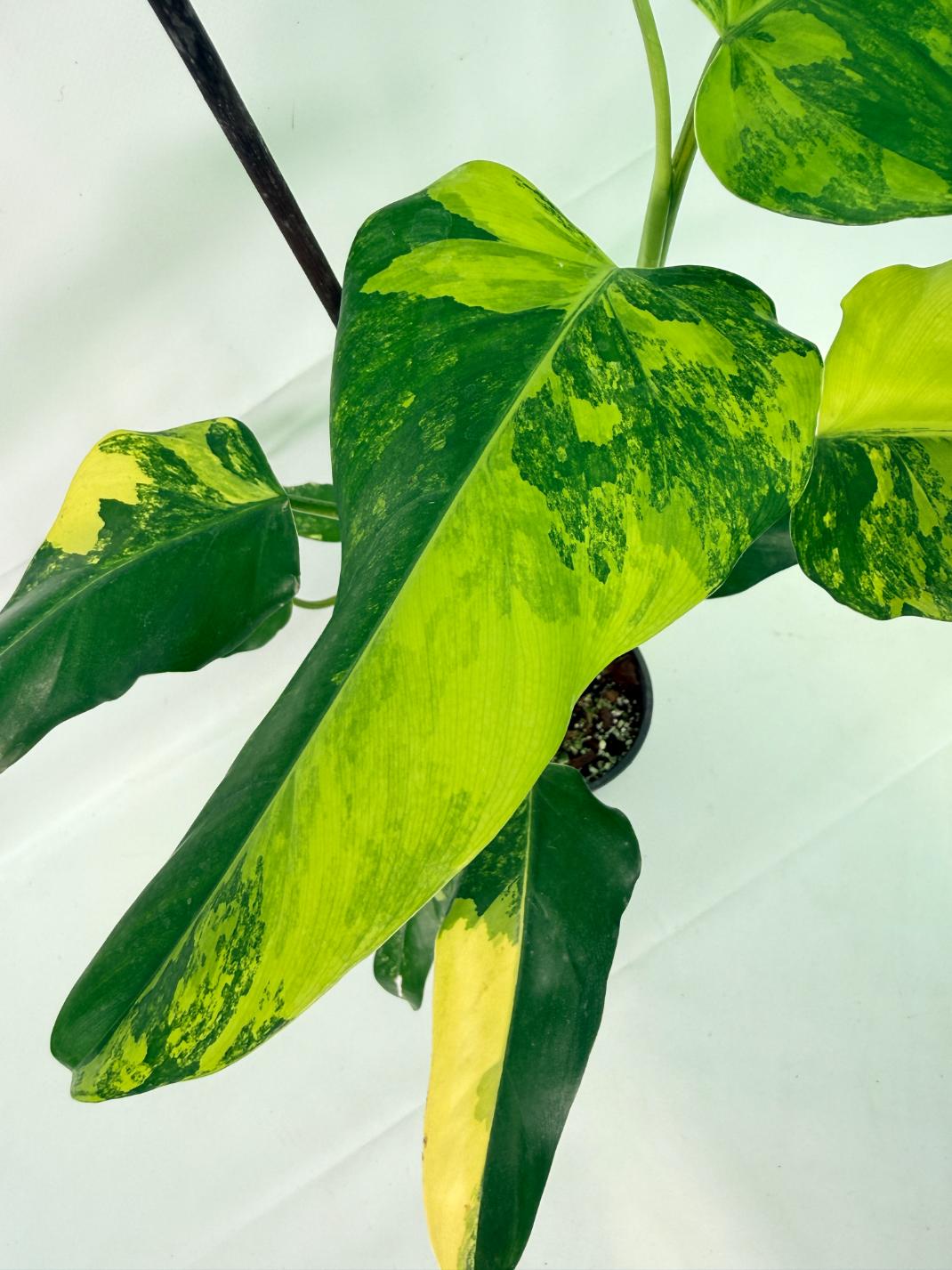 Philodendron Domesticum Variegata
