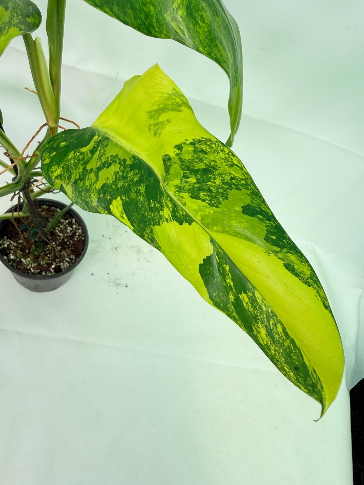 Philodendron Domesticum Variegata