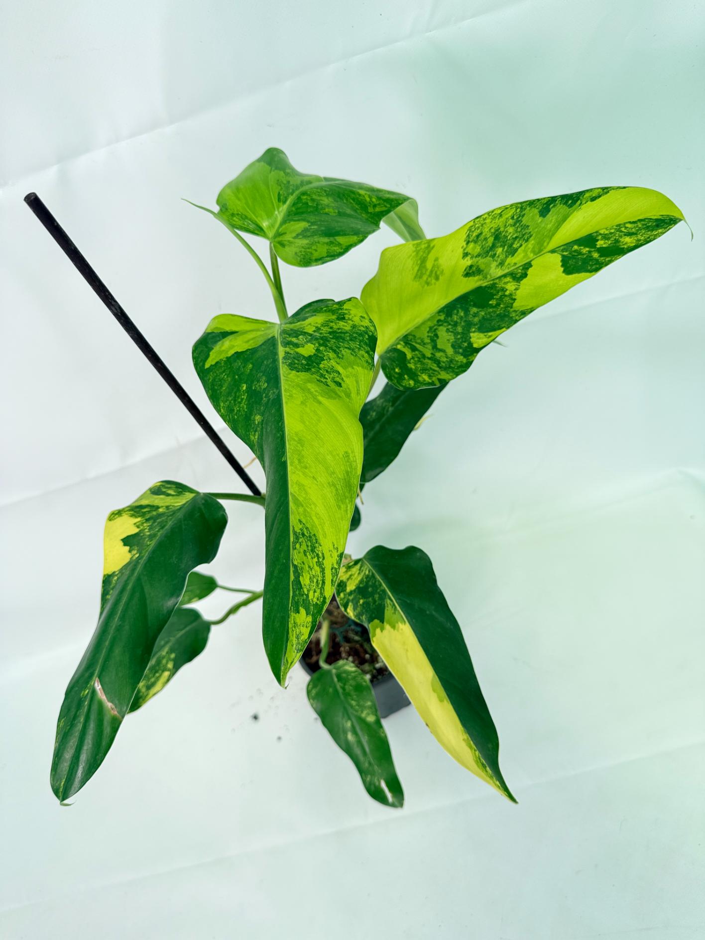 Philodendron Domesticum Variegata