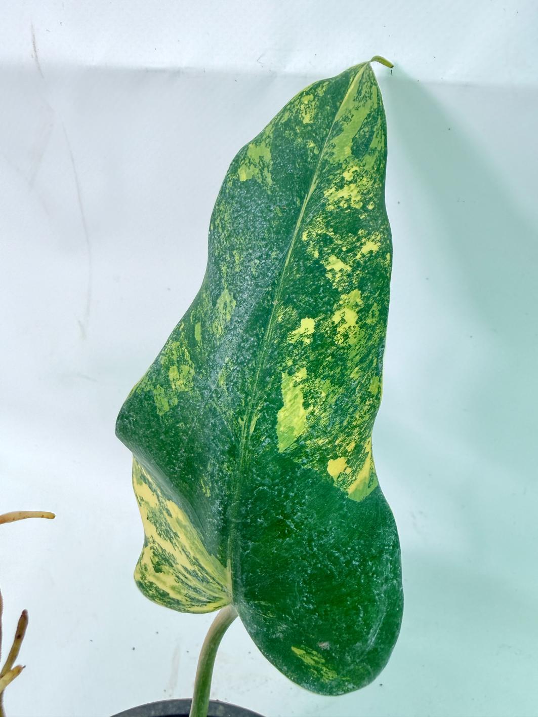 Philodendron Domesticum Variegata