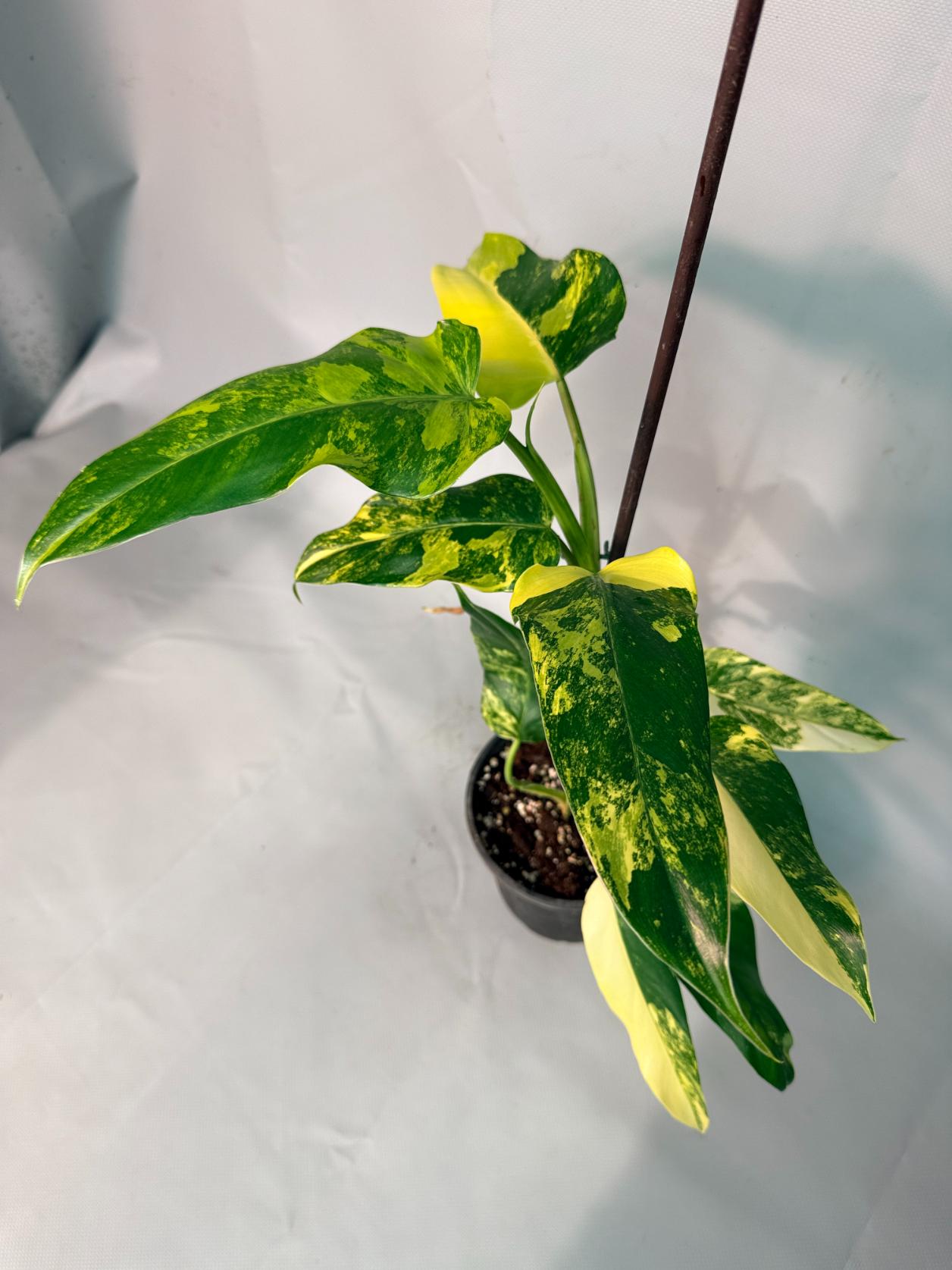 Philodendron Domesticum Variegata 08