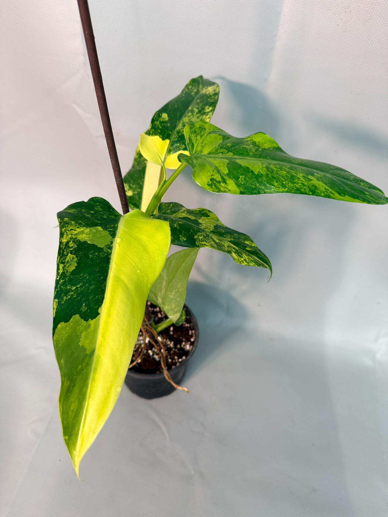 Philodendron Domesticum Variegata 01