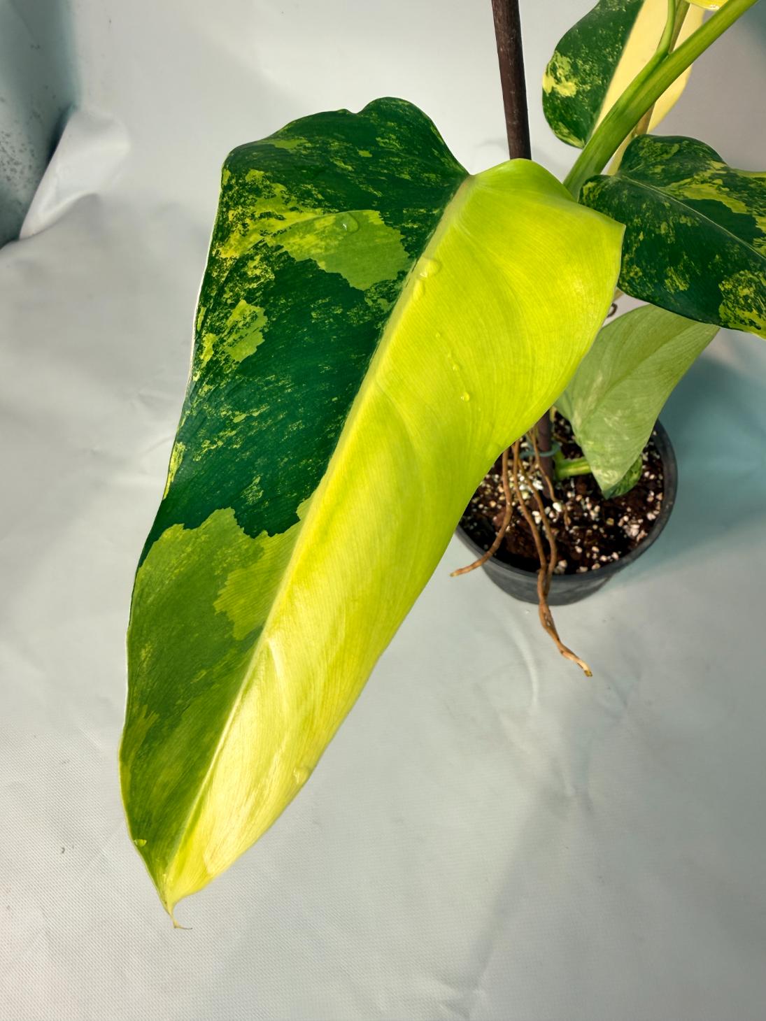Philodendron Domesticum Variegata 02