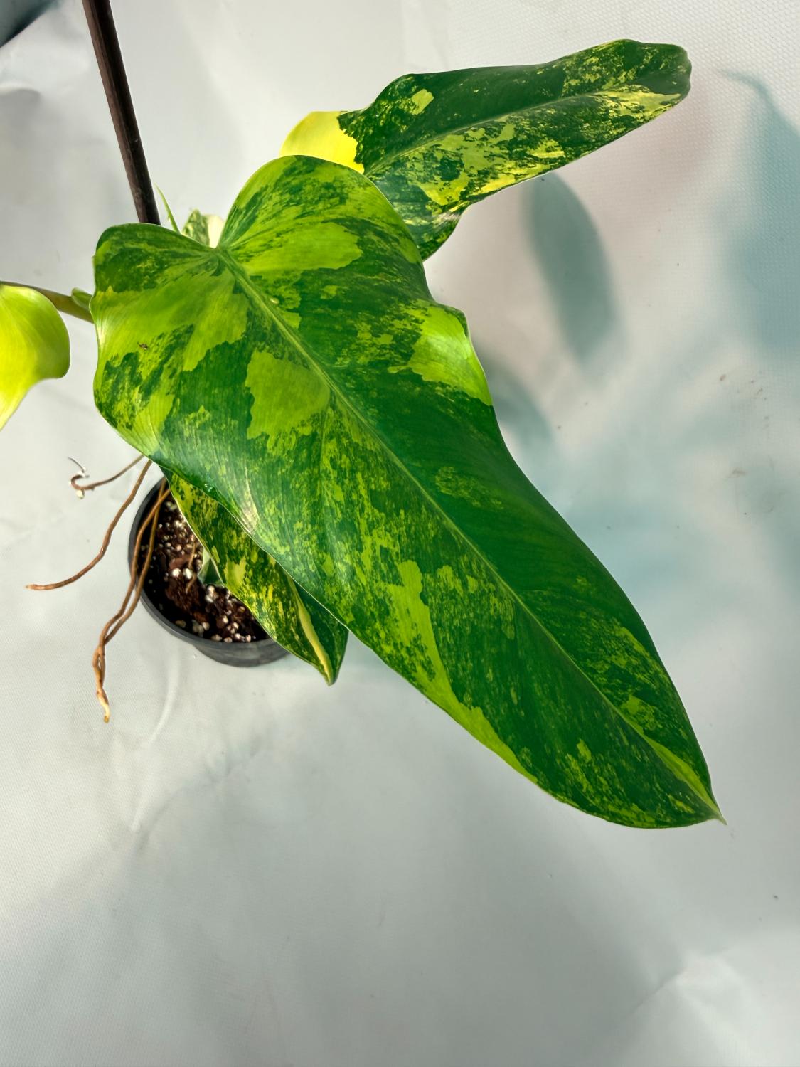 Philodendron Domesticum Variegata 03
