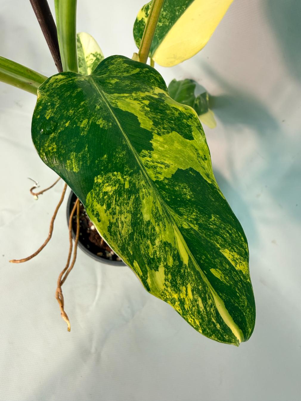 Philodendron Domesticum Variegata 04