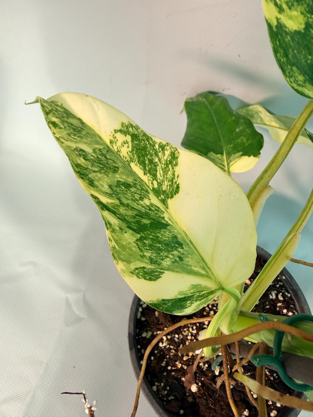 Philodendron Domesticum Variegata 05