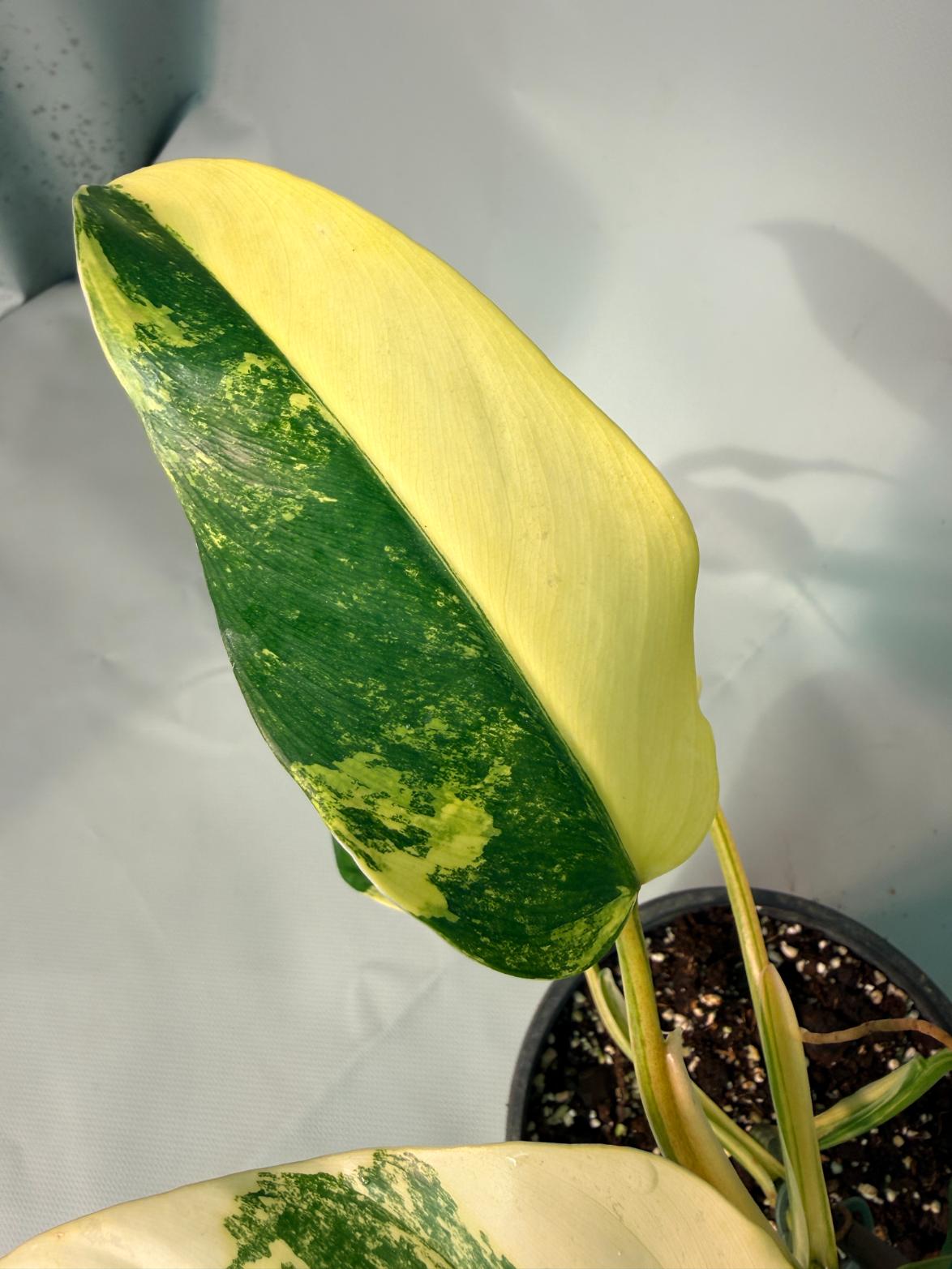 Philodendron Domesticum Variegata 06