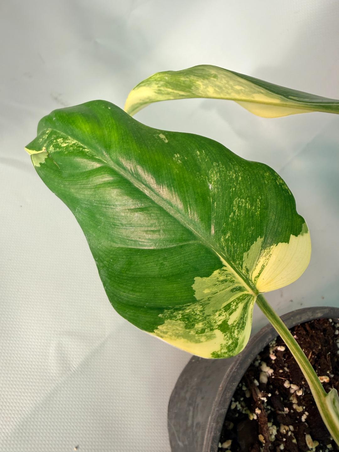 Philodendron Domesticum Variegata 07