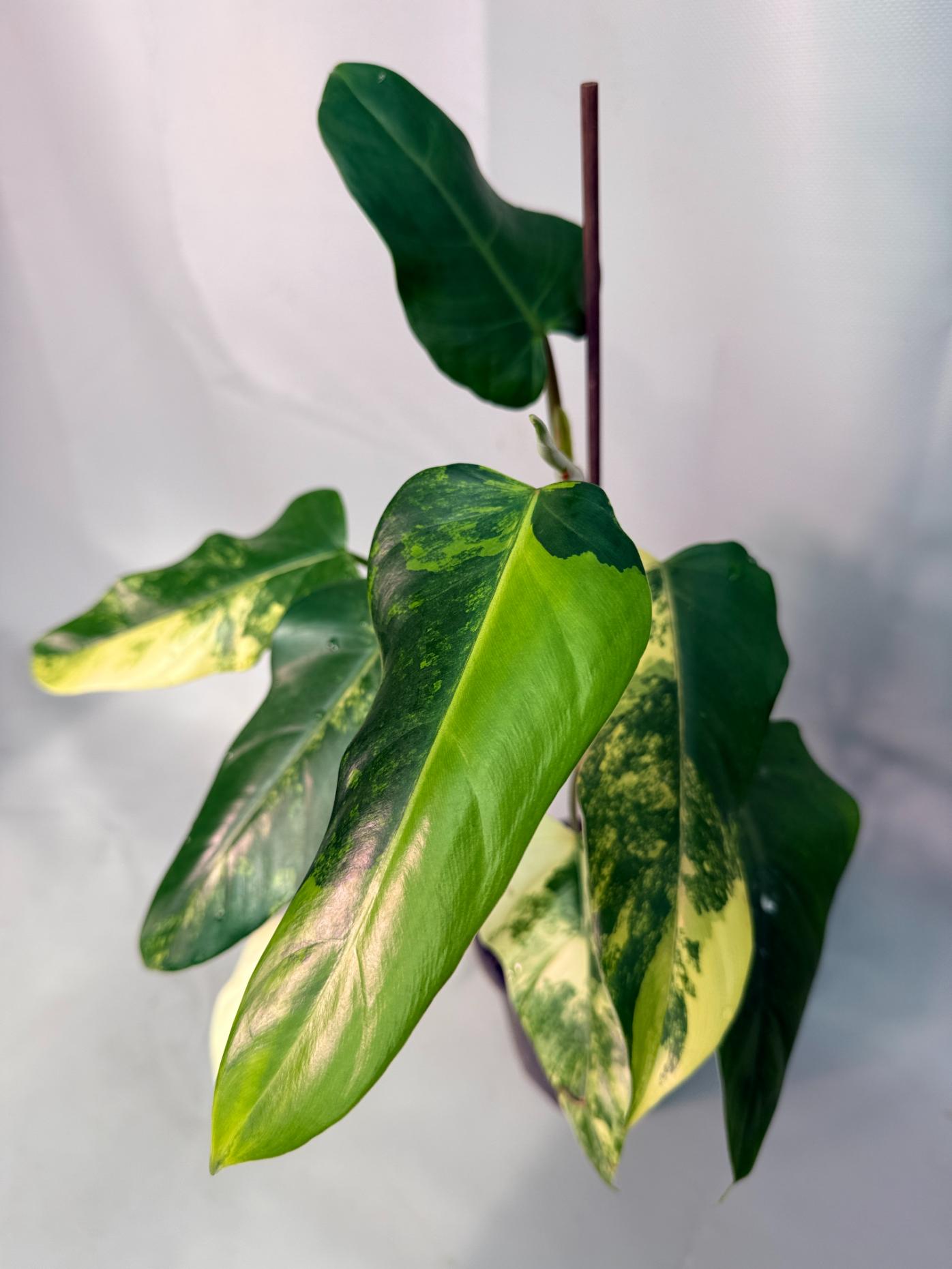 Philodendron Domesticum Variegata 08