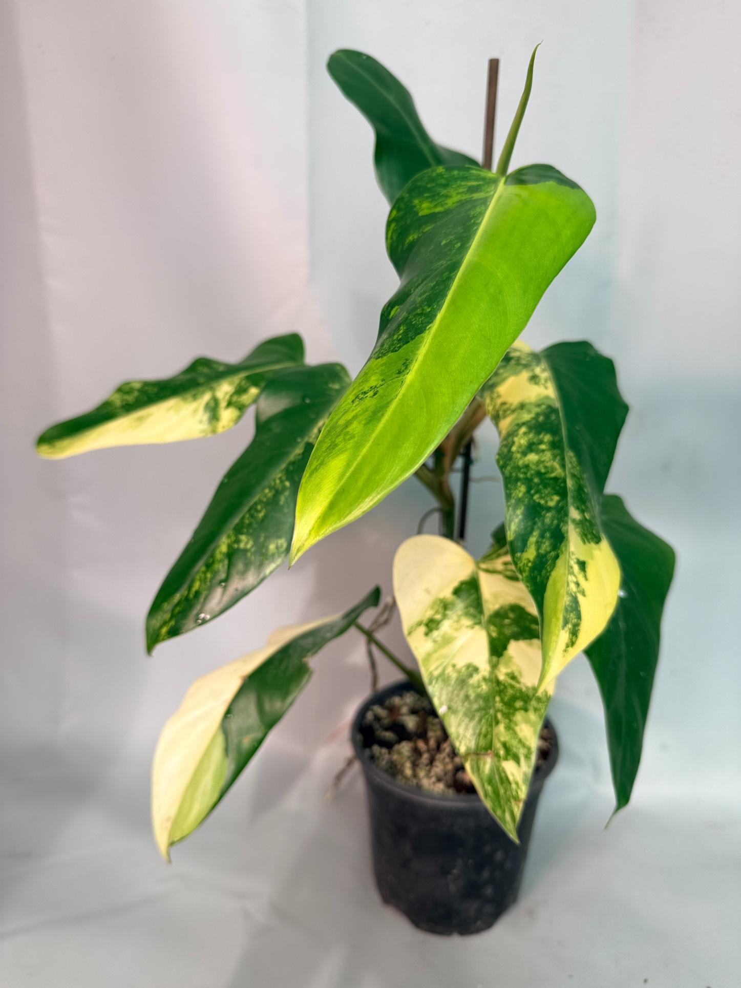 Philodendron Domesticum Variegata 01