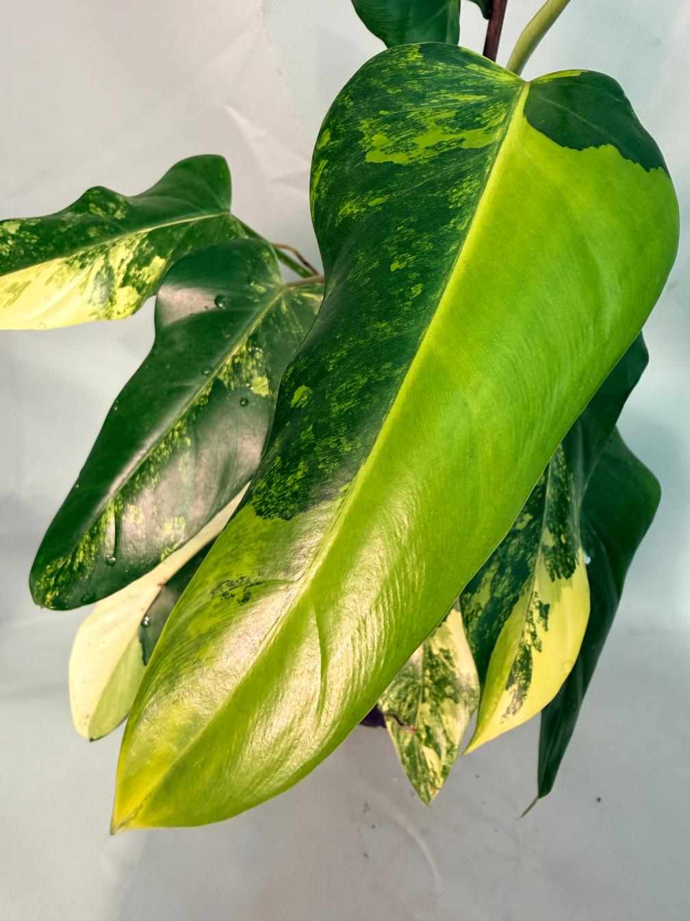 Philodendron Domesticum Variegata 02