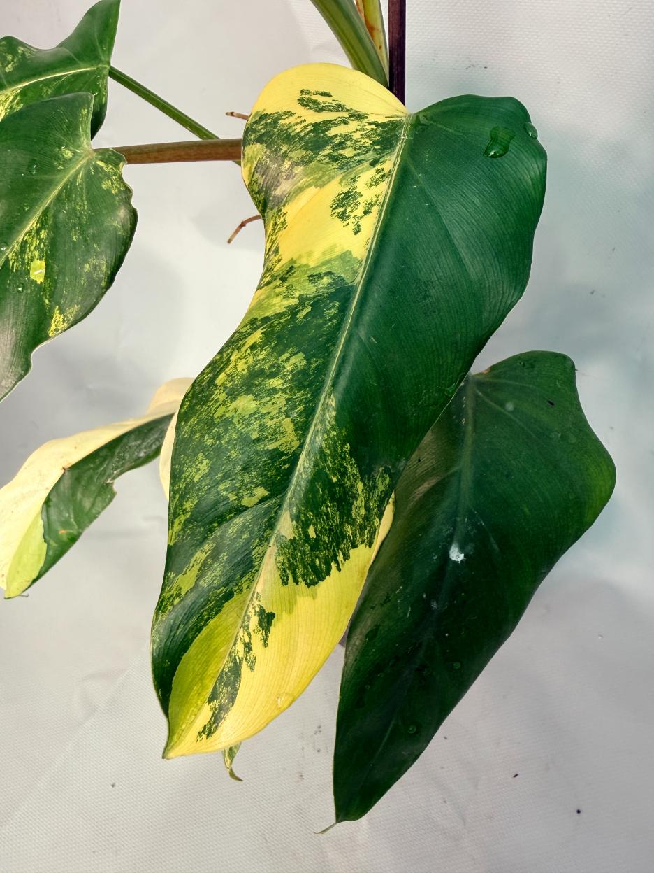 Philodendron Domesticum Variegata 03