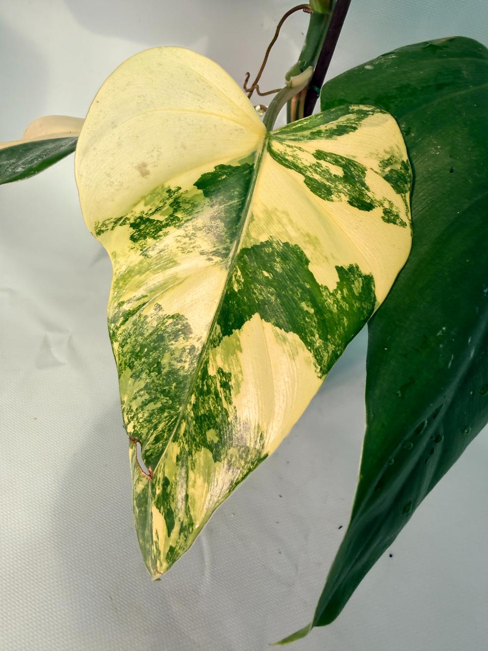 Philodendron Domesticum Variegata 04