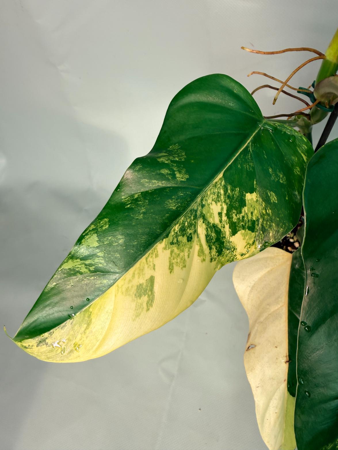 Philodendron Domesticum Variegata 05
