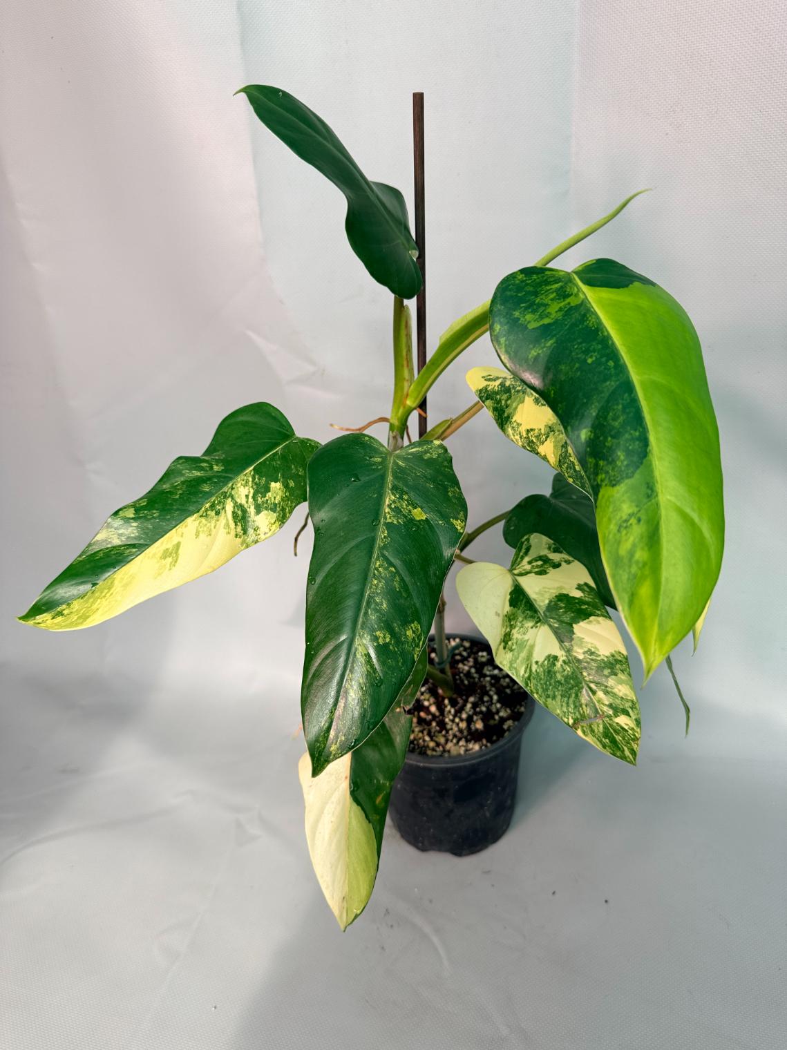 Philodendron Domesticum Variegata 06