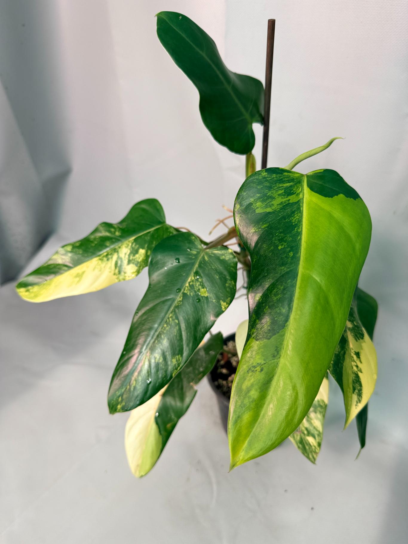 Philodendron Domesticum Variegata 07