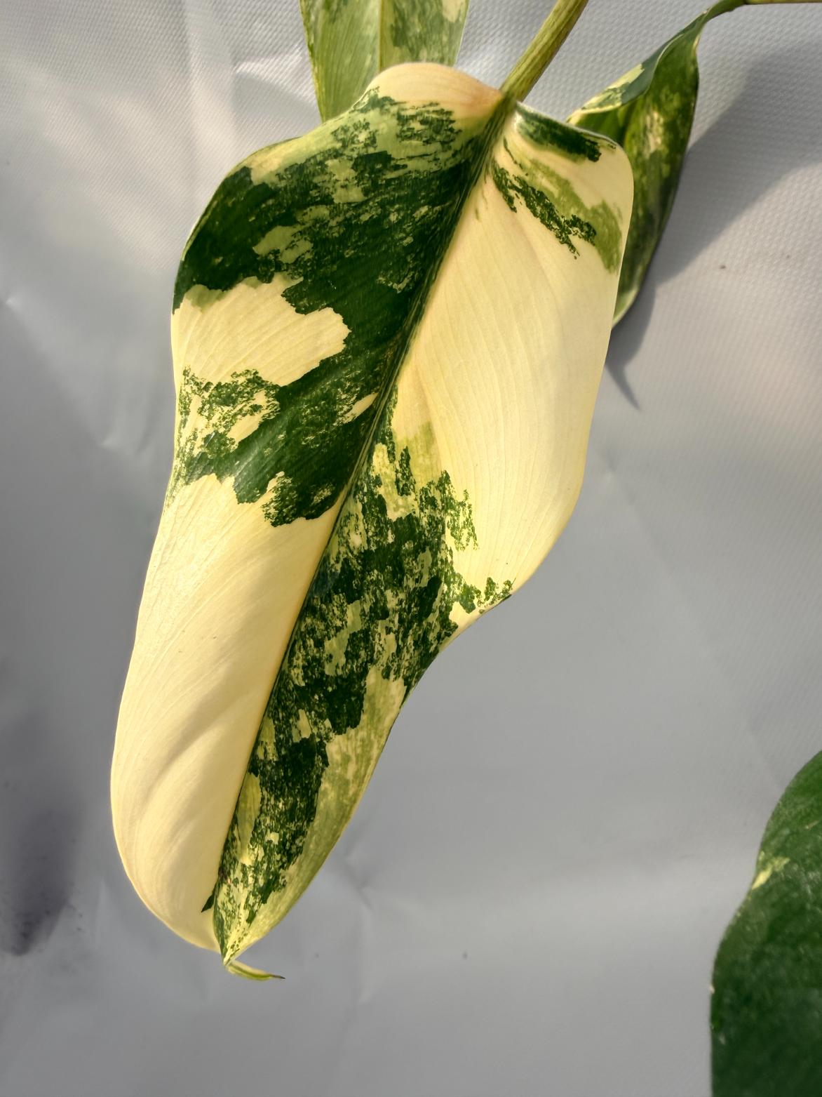 Philodendron Domesticum Variegata XL