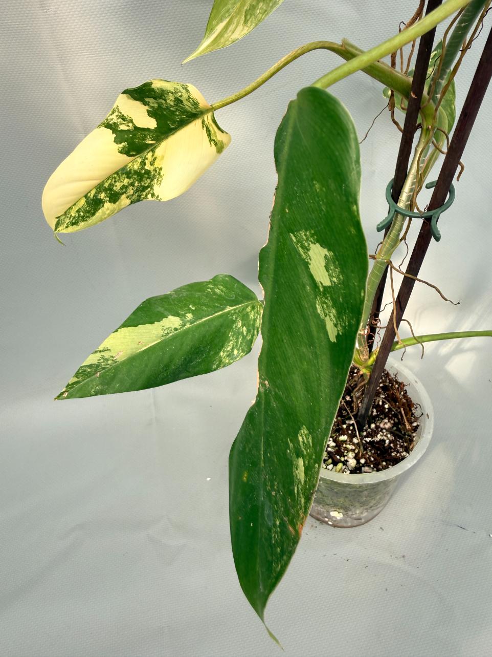 Philodendron Domesticum Variegata XL