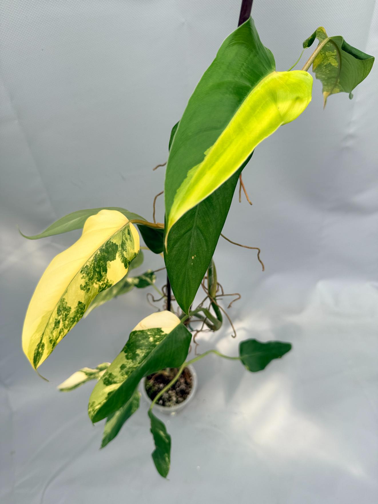 Philodendron Domesticum Variegata XL