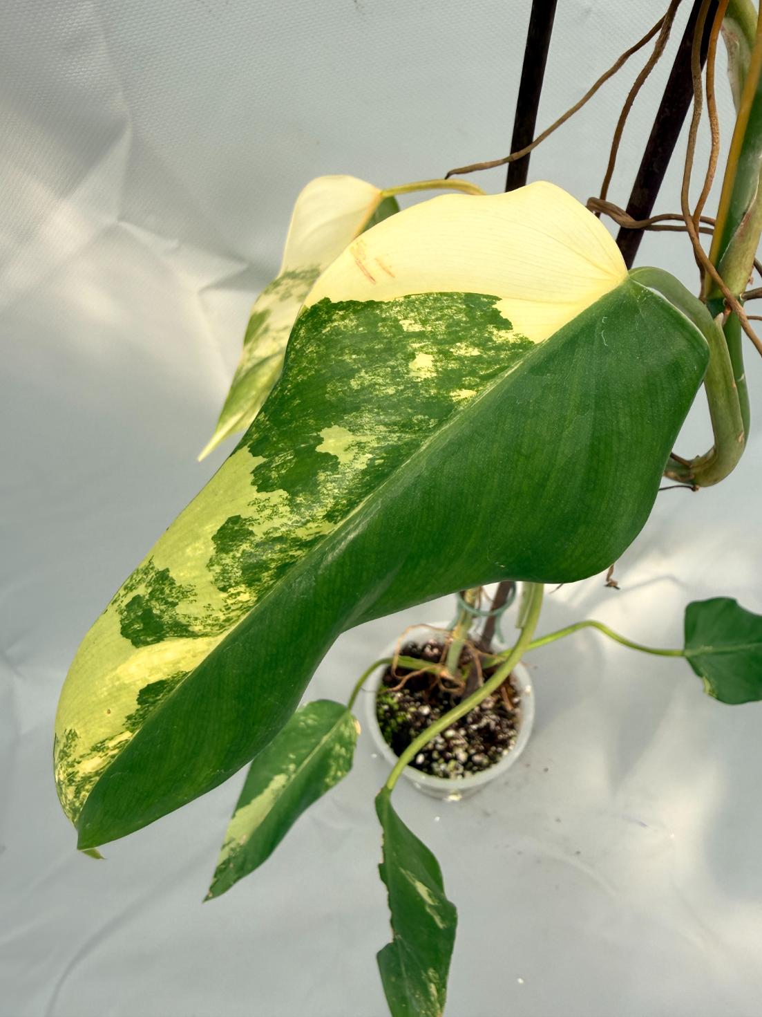 Philodendron Domesticum Variegata XL