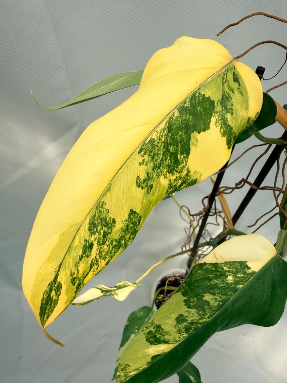 Philodendron Domesticum Variegata XL