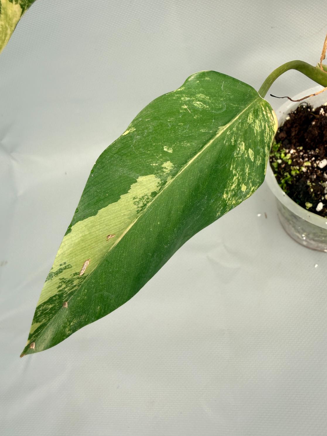 Philodendron Domesticum Variegata XL