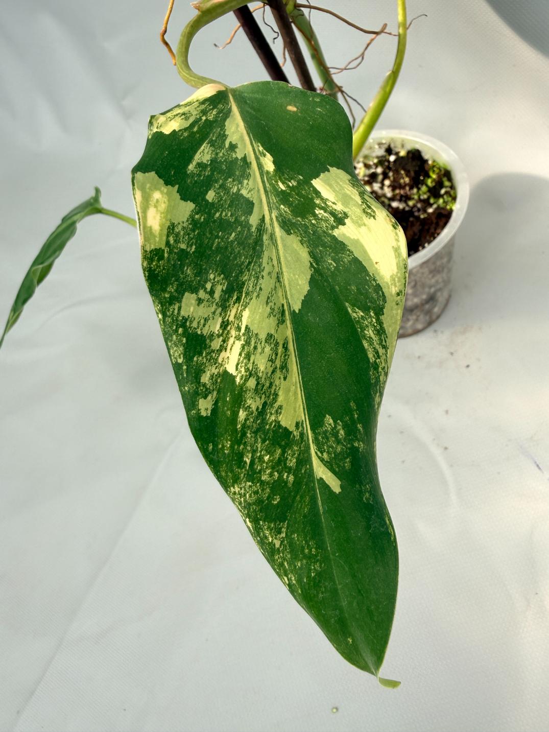 Philodendron Domesticum Variegata XL