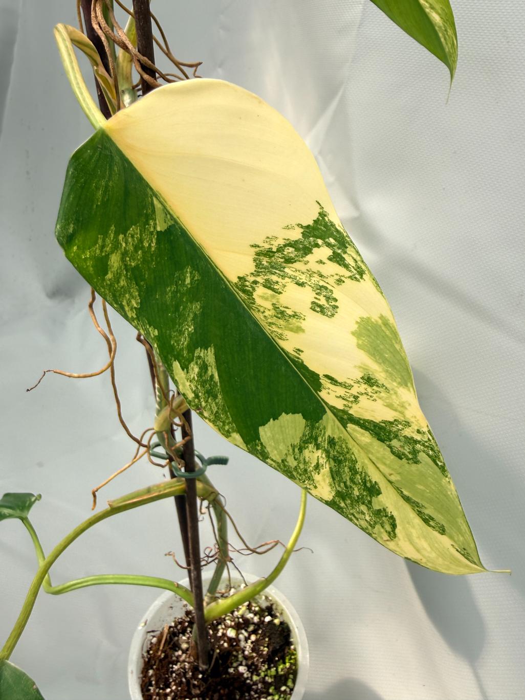 Philodendron Domesticum Variegata XL