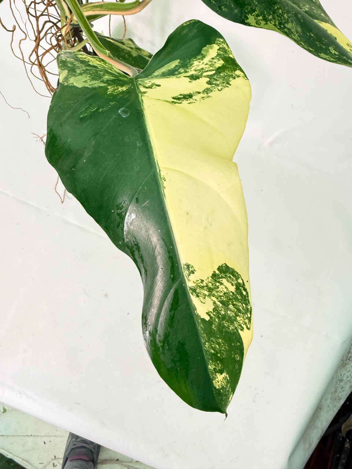 Philodendron Domesticum Variegata XXL 08