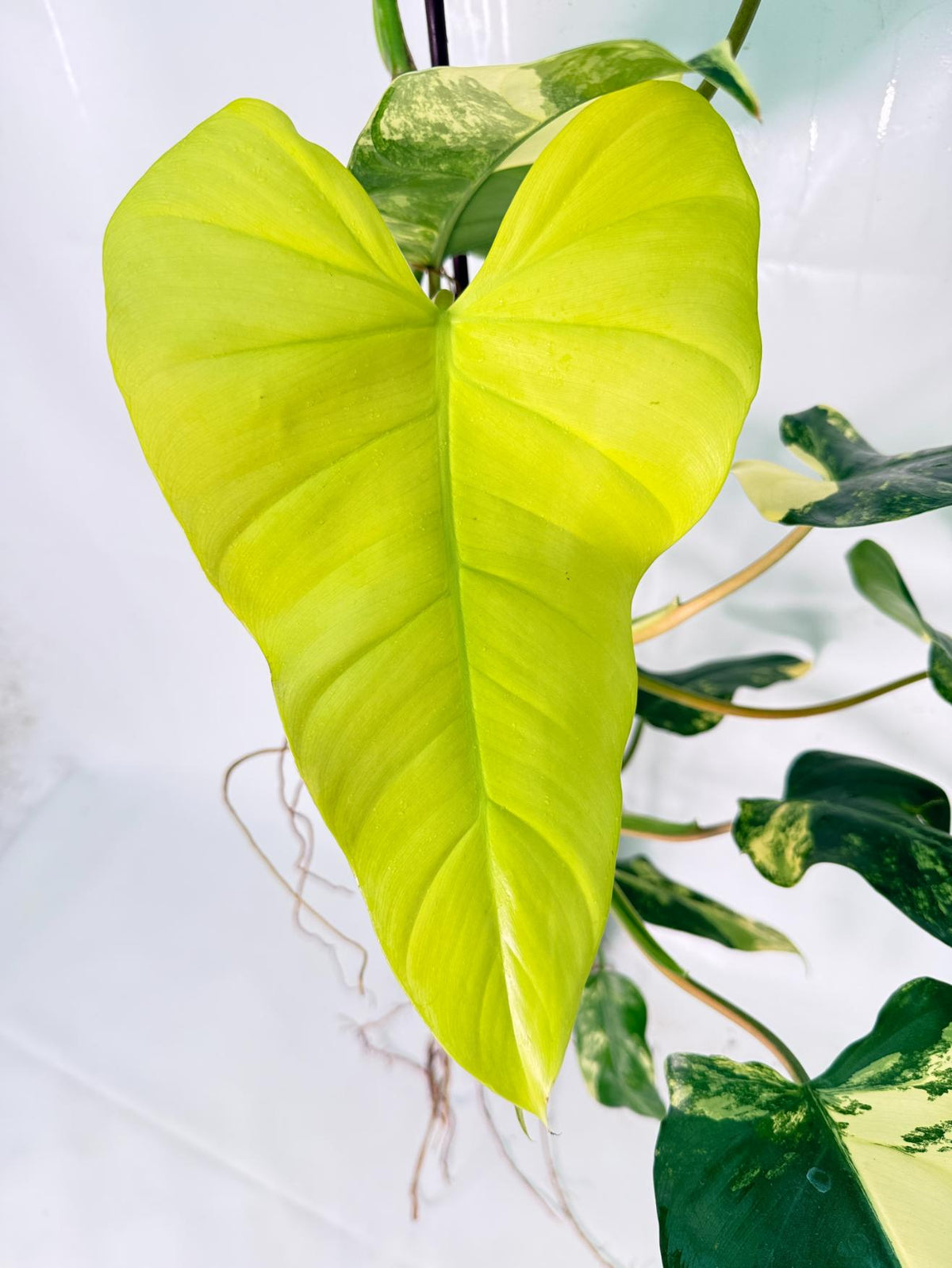 Philodendron Domesticum Variegata XXL 09