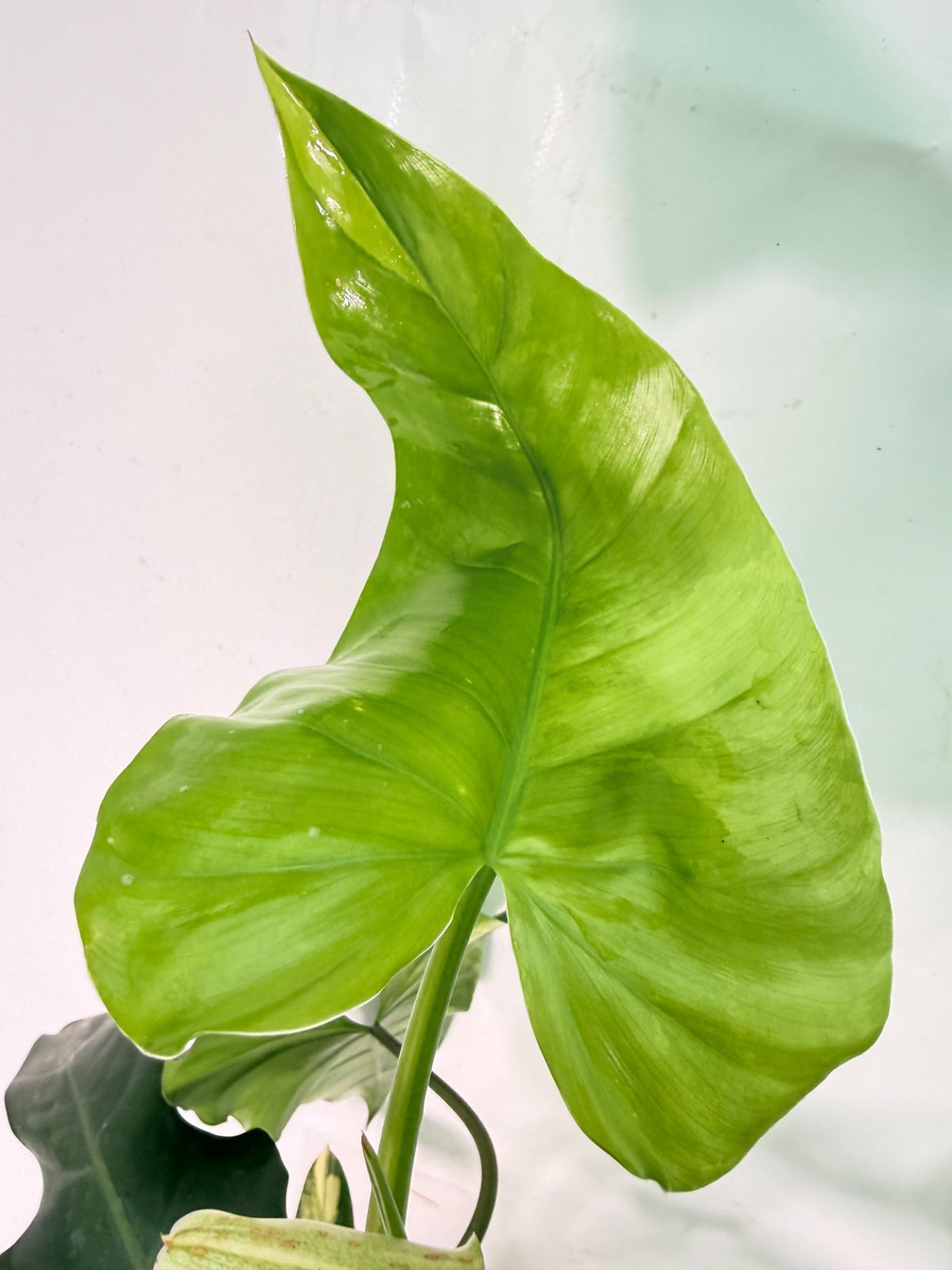Philodendron Domesticum Variegata XXL 10