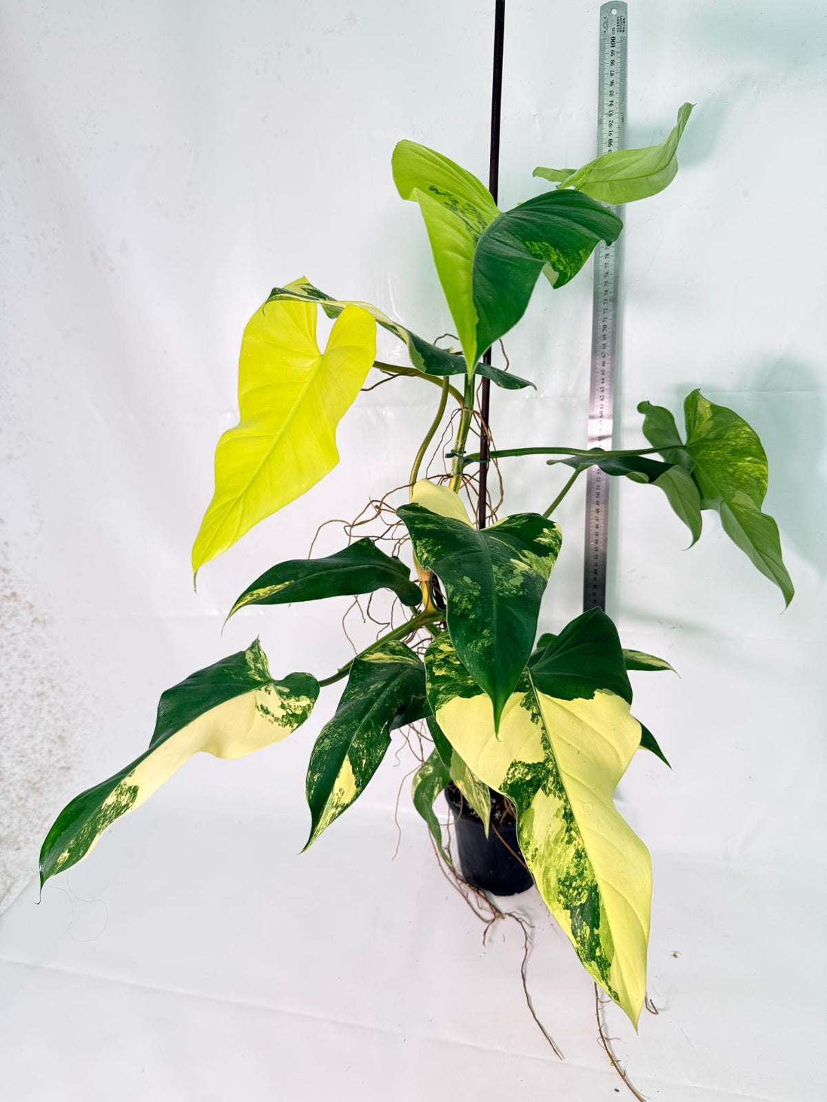 Philodendron Domesticum Variegata XXL 11