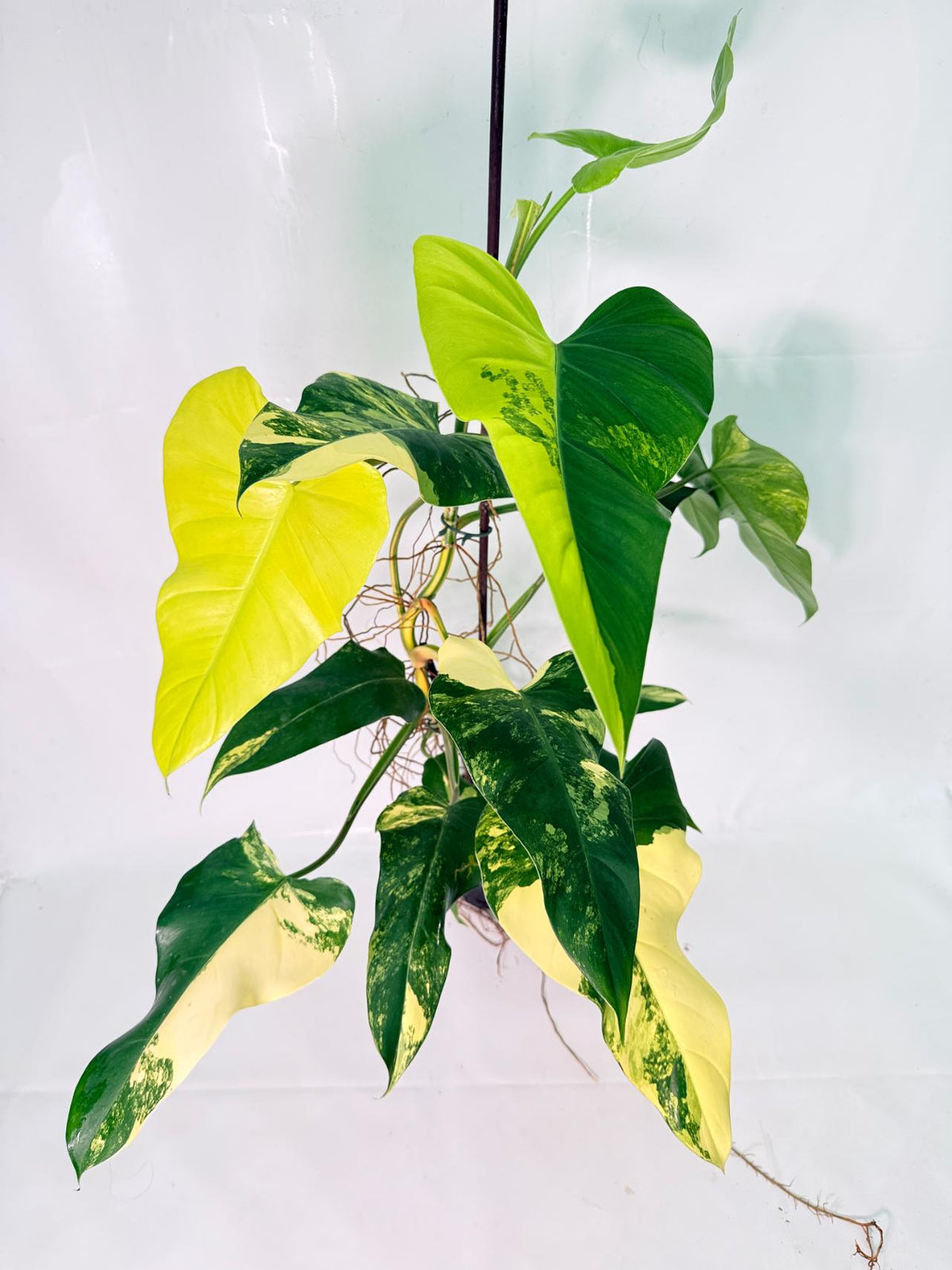 Philodendron Domesticum Variegata XXL 01
