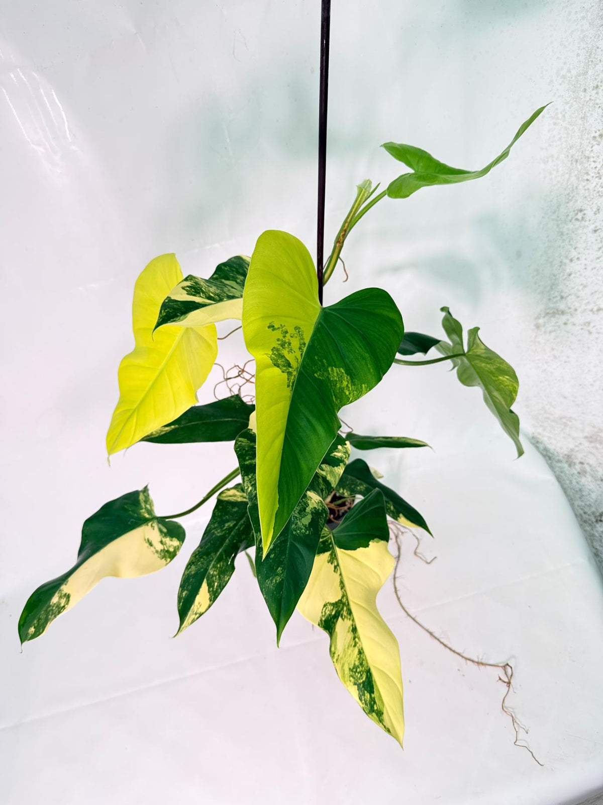 Philodendron Domesticum Variegata XXL 02