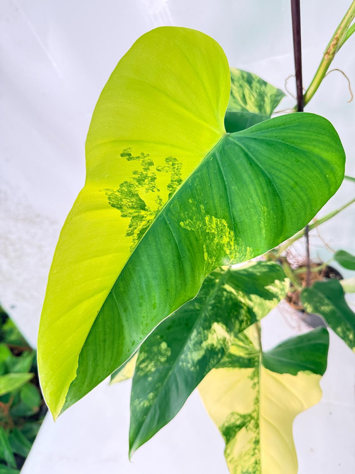 Philodendron Domesticum Variegata XXL 03