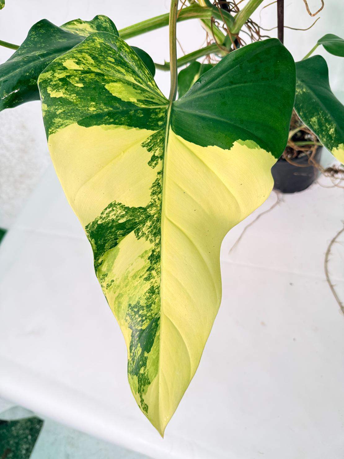 Philodendron Domesticum Variegata XXL 04