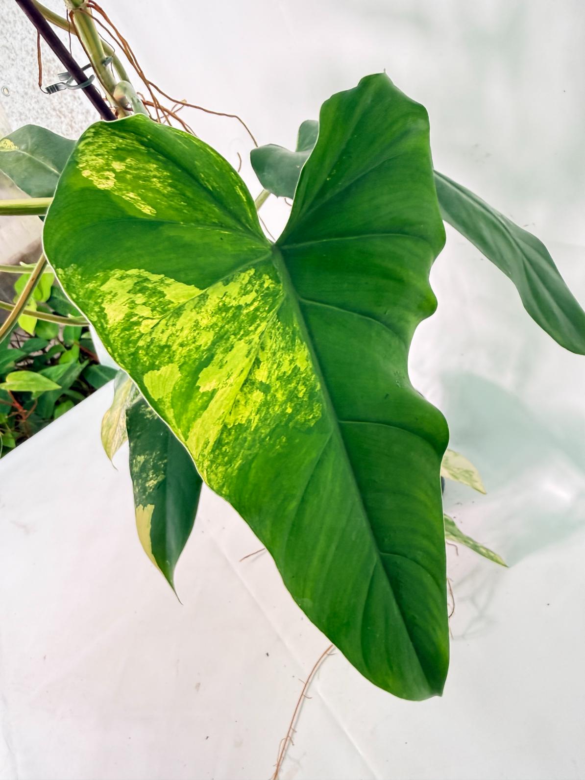 Philodendron Domesticum Variegata XXL 05