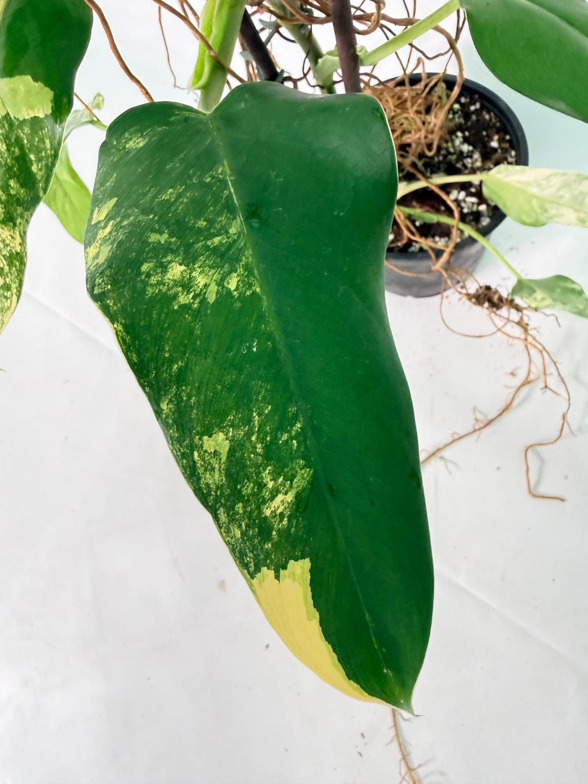 Philodendron Domesticum Variegata XXL 06
