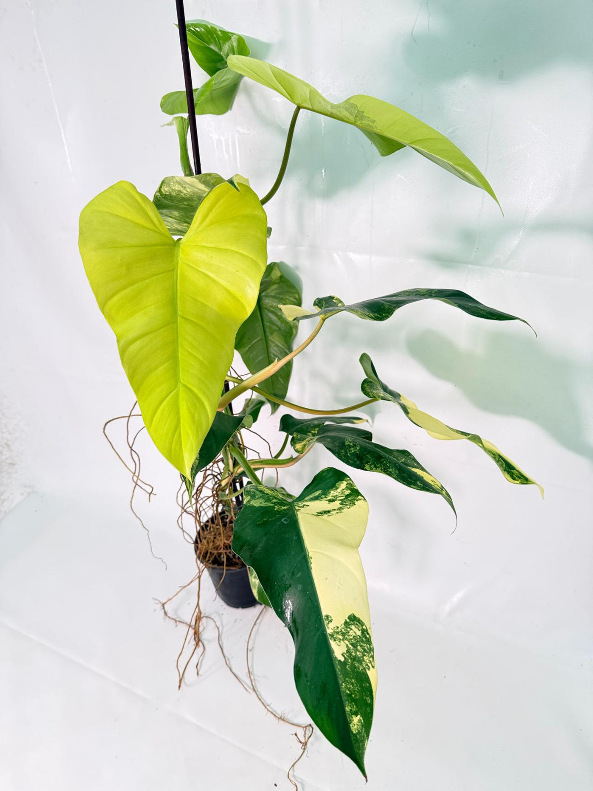 Philodendron Domesticum Variegata XXL 07