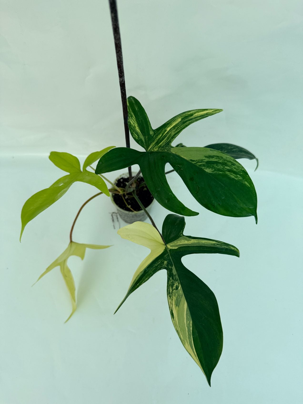 Philodendron_Florida_Beauty_Variegata25-10-28-4